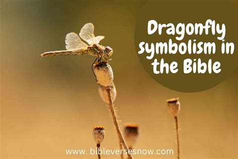 bible meaning of dragonfly